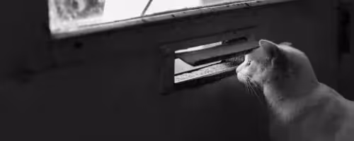 <a href="https://gratisography.com/photo/cat-at-door/">Photo</a> courtesy of <a href="https://gratisography.com">Gratisography</a>